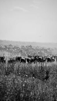 Black and white image of wildebeests migrating across the savannah in Tanzania.